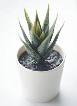 House Plant Ornament